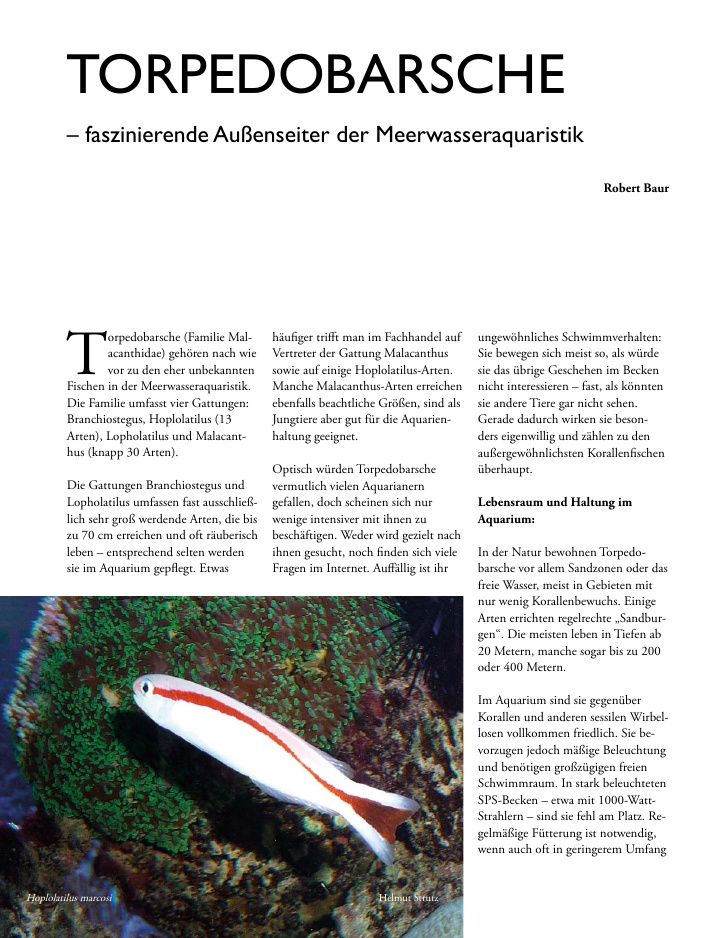 Vorschaubild Seite 38